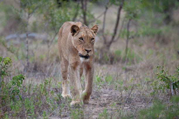 istock Female Lion in the Wild 1297283555