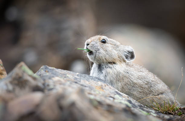 istock Pika in the Canadian Rockies 1297283561