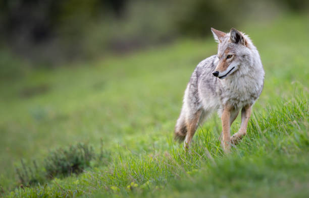 istock Coyote in the Canadian prairies 1297284144