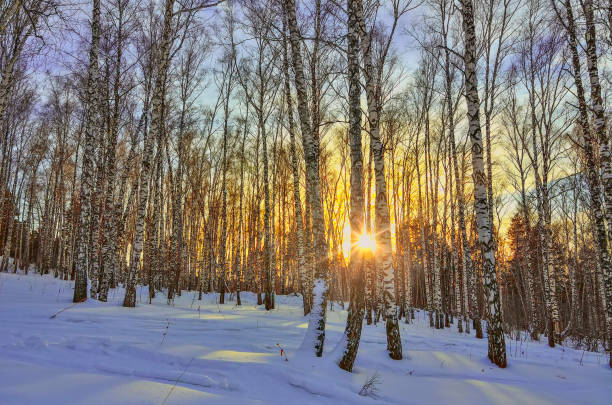istock Winter Sunset in the birch forest 1297284260