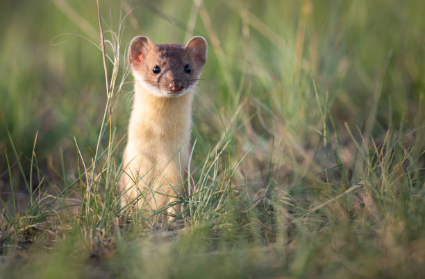 istock Long tailed weasel in the wild 1297284276