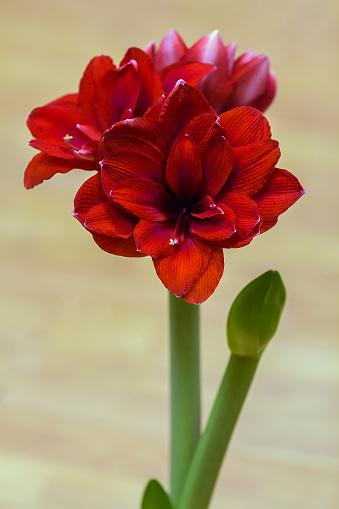 Hippeastrum Amaryllis pink amaryllis flower blooming close up . High quality photo