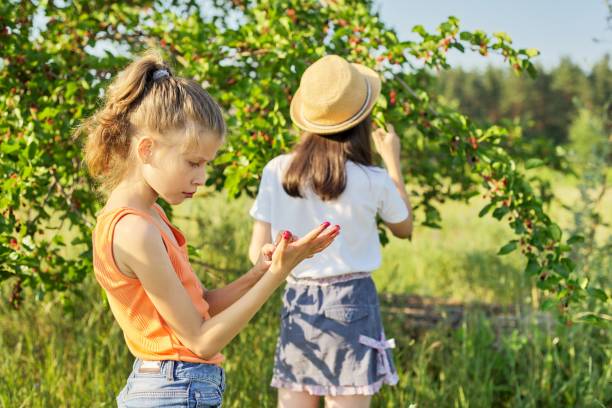 dzieci dziewczyny jedzą pyszne zdrowe morwy z drzewa - bush child gardening sunlight zdjęcia i obrazy z banku zdjęć
