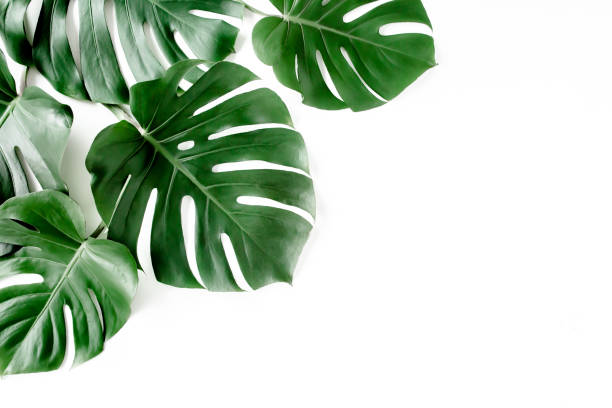 istock Tropical palm leaves Monstera on white background. Flat lay, top view 1297284934