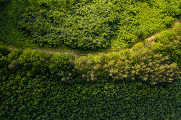 istock Aerial view landscape at sunrise forest 1297285616