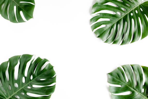 istock Tropical palm leaves Monstera on white background. Flat lay, top view 1297285814