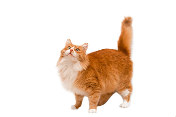 istock Beautiful ginger cat looks up on a white background 1297286138