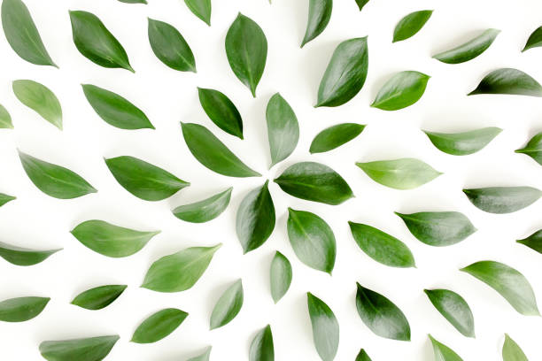 istock Pattern, texture with green leaves isolated on white background. lay flat, top view 1297286268
