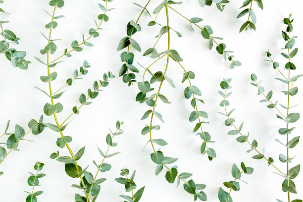 istock Background, Texture made of green eucalyptus leaves. Flat lay, top view 1297286338