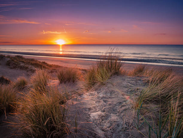 istock Colorful sunset behind marram grass covered dunes at the beach 1297286468