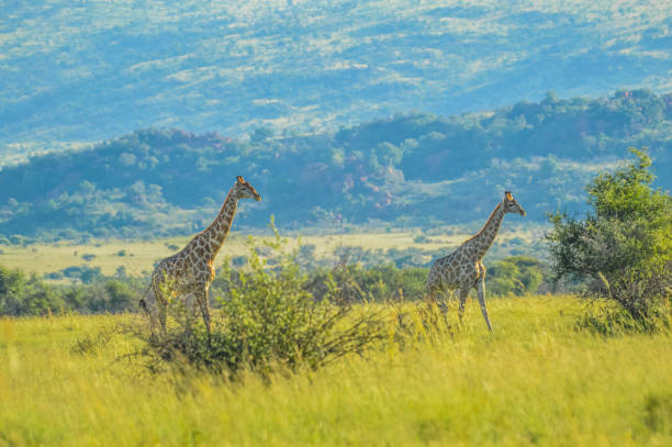 istock Authentic true South African safari experience in bushveld in a game reserve 1297286537