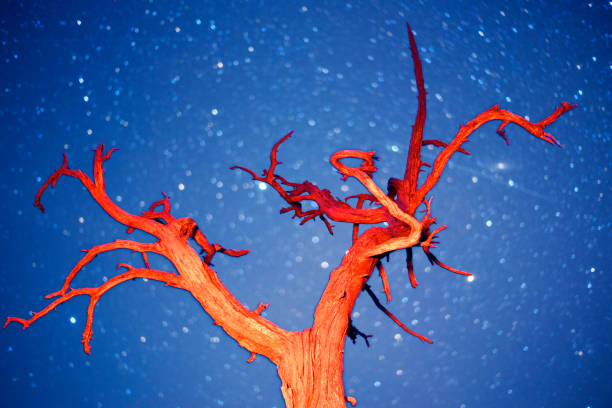 istock Dry cedar on the mountain and stars 1297287753