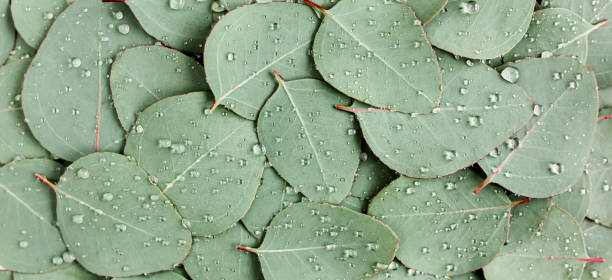 istock Background, Texture made of green eucalyptus leaves with raindrop, dew. Flat lay, top view 1297287913