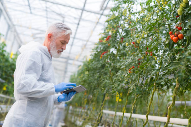 istock Male botanist using digital tablet in greenhouse 1297287978