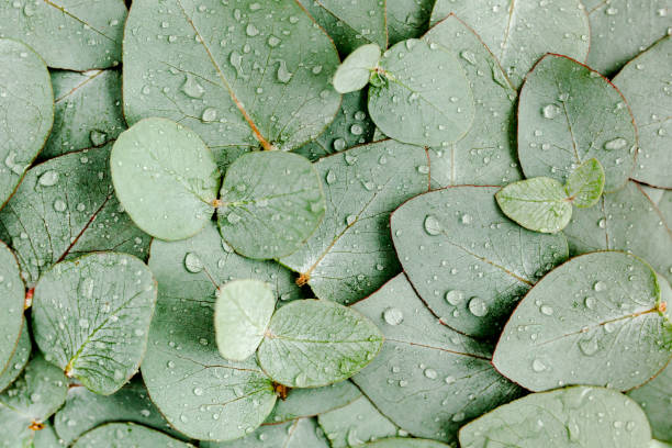 Background, Texture made of green eucalyptus leaves with raindrop, dew. Flat lay, top view