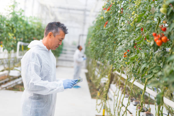 istock Male botanist using digital tablet in greenhouse 1297288726