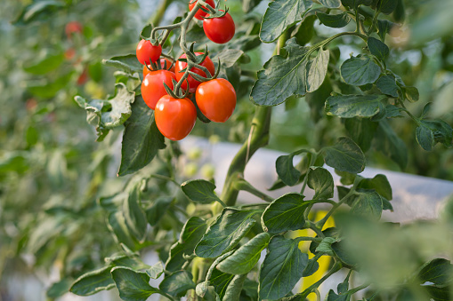 Close-up of tomatoes growing on plants in greenhouse.