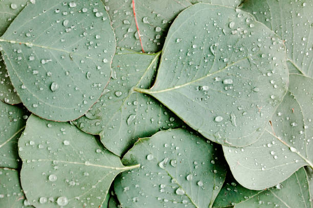 istock Background, Texture made of green eucalyptus leaves with raindrop, dew. Flat lay, top view 1297289327