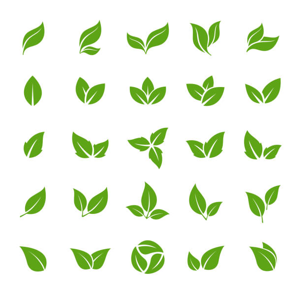 ilustraciones, imágenes clip art, dibujos animados e iconos de stock de leaves icon - vector stock illustration. colección leaf shapes - mint