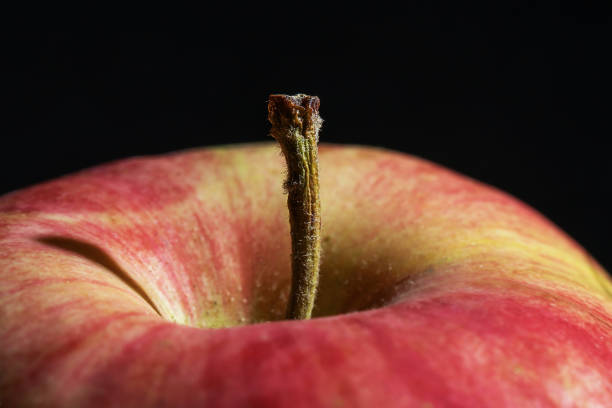 Succulent red apple with detail stick isolated on black background close up