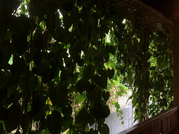 istock The vines used as decoration 1297290665