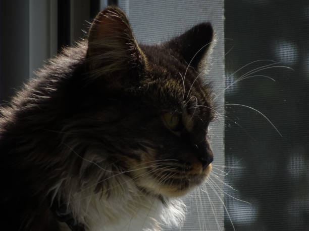 istock maine coon cat close up from the head 1297290823