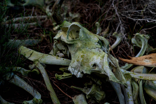 istock Skulls and bones of animals from a forest 1297291191