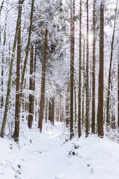 istock Snow covered wod during winter season 1297292445