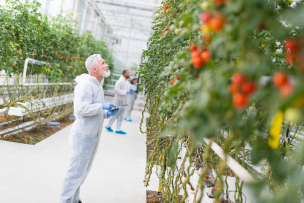istock Male botanist using digital tablet in greenhouse 1297292481