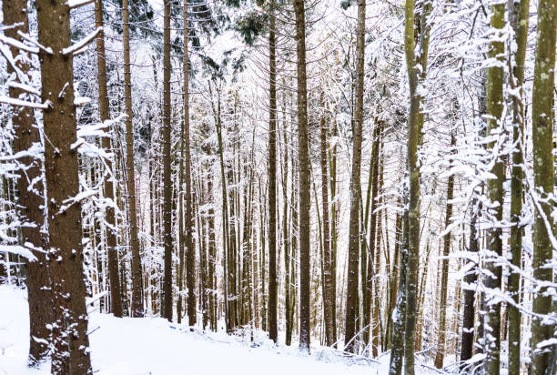 Into the magical winter forest covered by snow