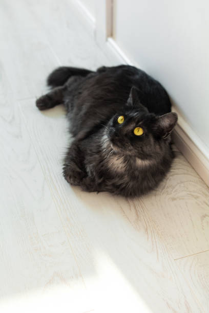 istock Black fluffy cat with yellow eyes 1297293333