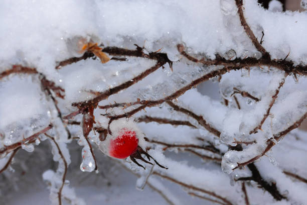 istock Heavy, icy branches of trees in winter with red apple 1297293554