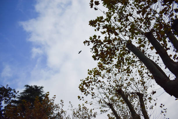 istock cormorants on the tree. plane cormorants on trees. 1297293589