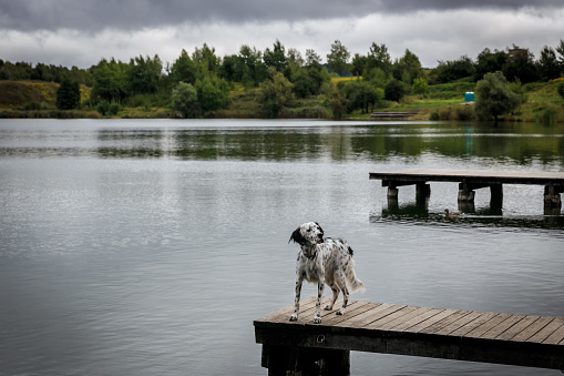 English setter dog high alert standing by the lake