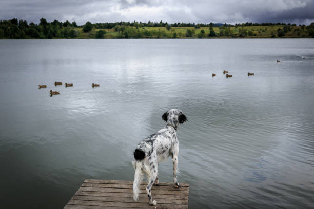 cão setter inglês caçando patos - pheasant hunting bird gamebird - fotografias e filmes do acervo