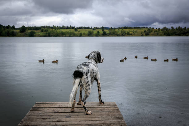 cão setter inglês caçando patos - hunting pheasant duck hunting bird - fotografias e filmes do acervo