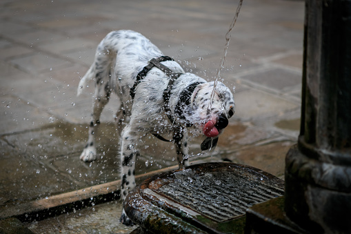 English setter dog drinking water from the fountain