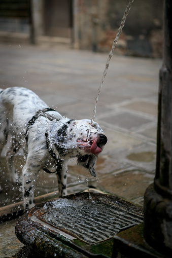 English setter dog drinking water from the fountain