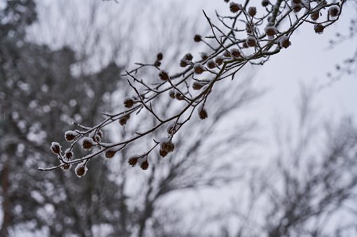 branch of the European beech Fagus sylvatica with fruits in winter