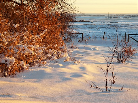 Early Morning Fresh Snow on the Prairie Landscape