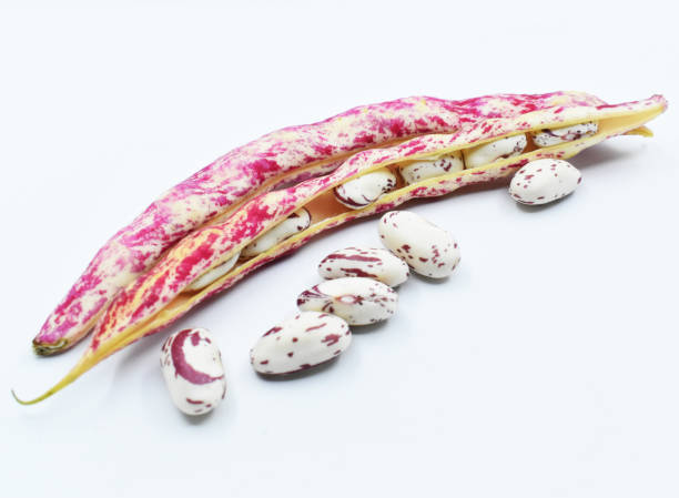 Fresh pinto beans isolated on white