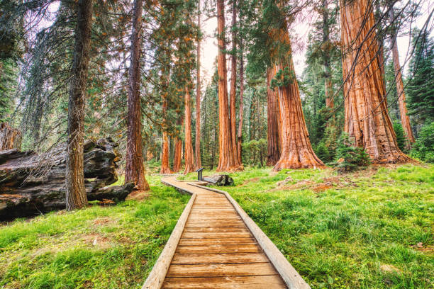 giant sequoias w parku narodowym sequoia, kalifornia, stany zjednoczone - natural basin zdjęcia i obrazy z banku zdjęć