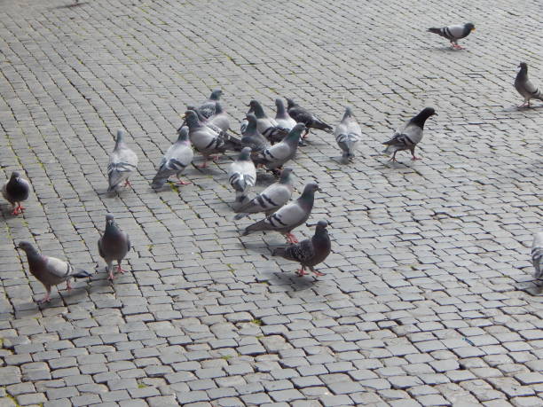 istock Pigeons on the town square 1297296006