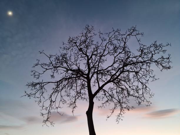 Shades of a cold winter sunset and the magic of the moon.