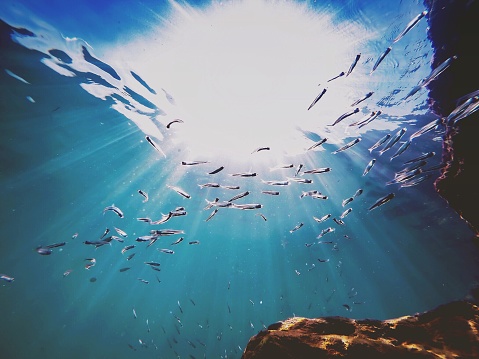 The light comes through and shines on a tiny school of fish