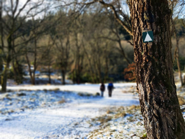 Young people exploring the forest and heath area after snowfall