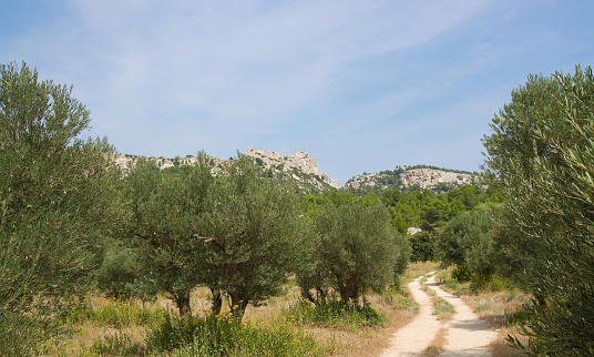 Olive trees in a grove near Maussane-les-Alpilles