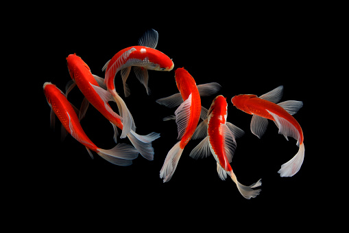Fish Koi Pictures | Download Free Images on Unsplash