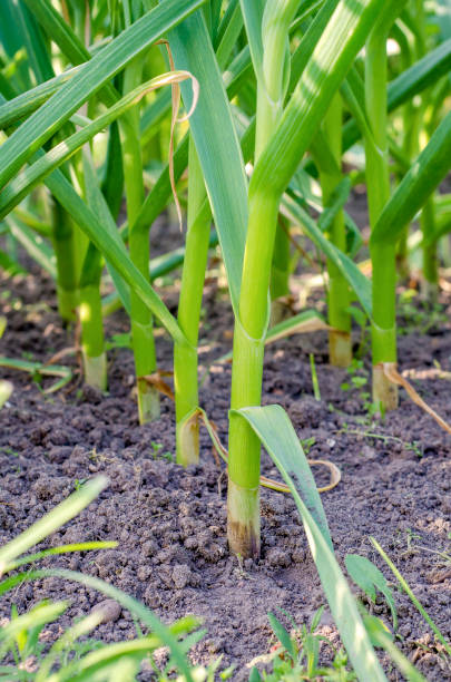 istock garlic close-up on the plantation 1297300558