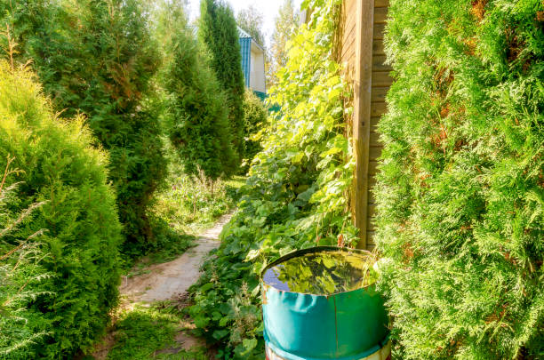 istock Metal barrel of thuja grapes 1297300590